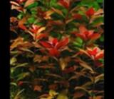 Planter