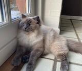 Hankat, Hellig Birma / Ragdoll, 3 år