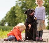 Cane Corso DKK Stamtavle hundehvalpe